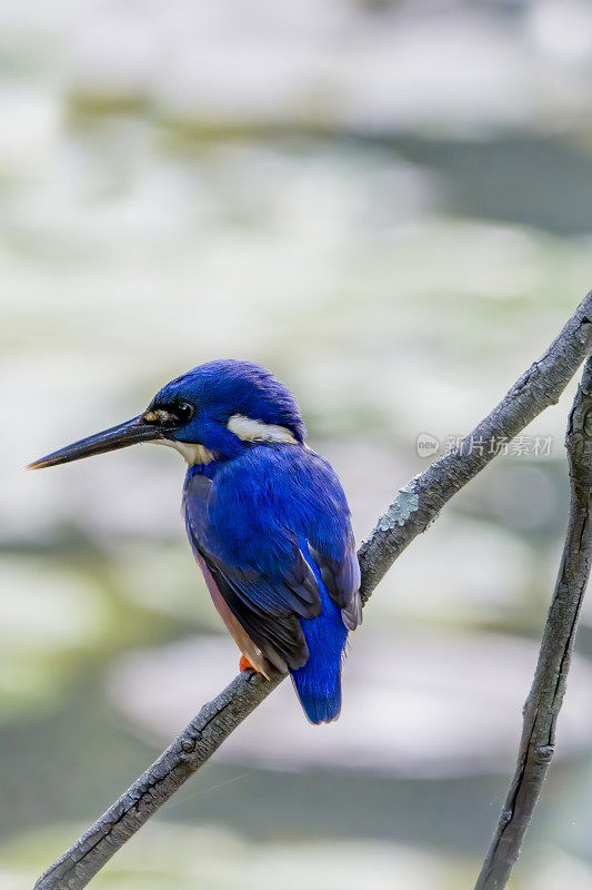 蓝翠鸟(Alcedo az尿素)